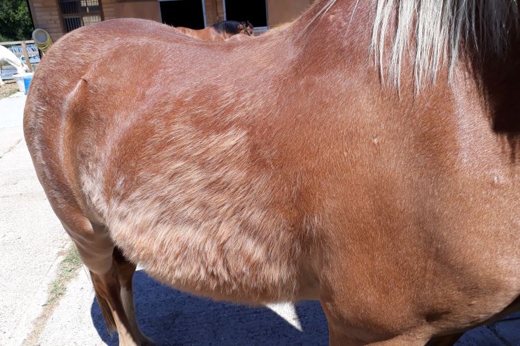 The RVC calls for participants as it launches new study into the